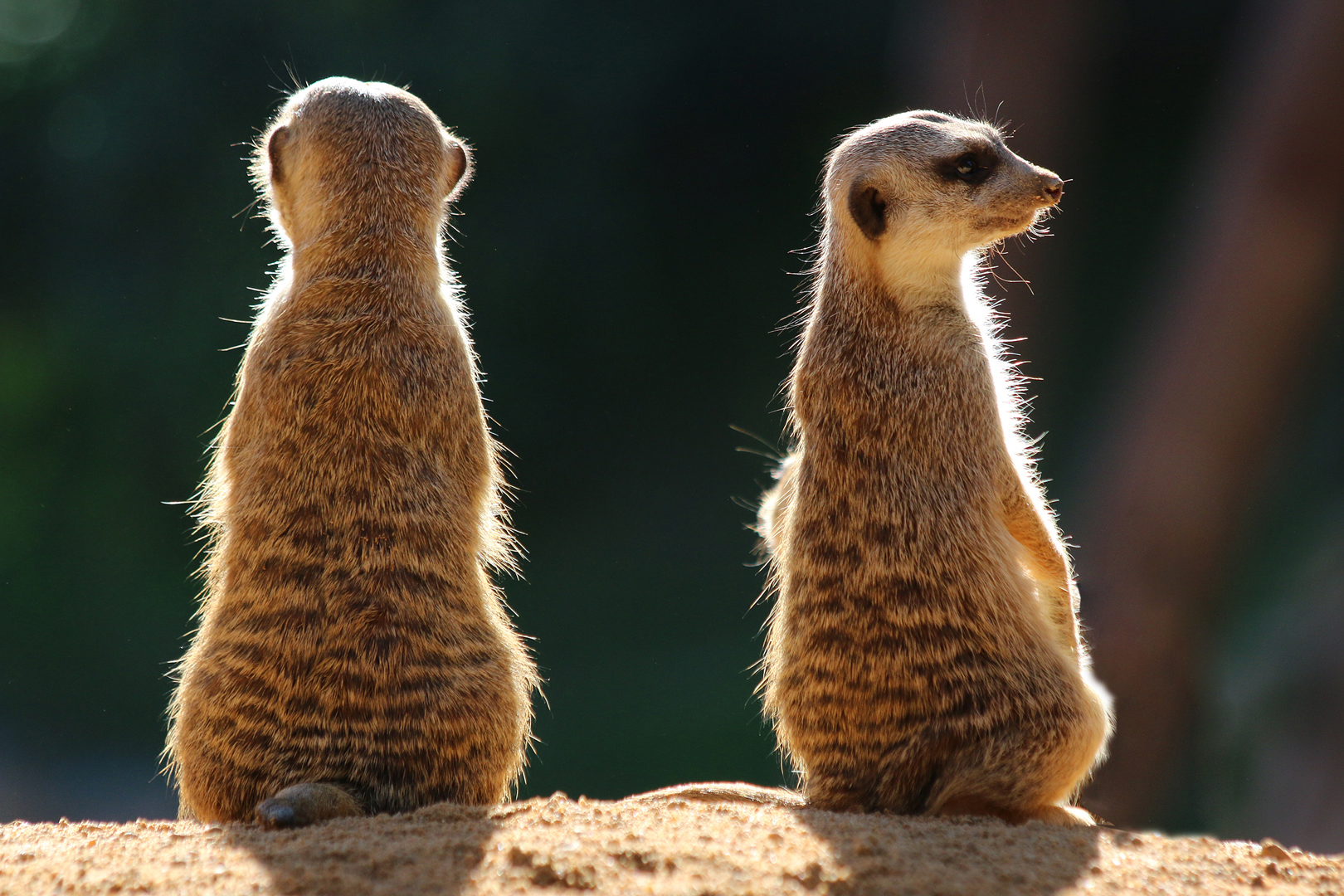 Gottfried Catania (Malta) Two Meerkats